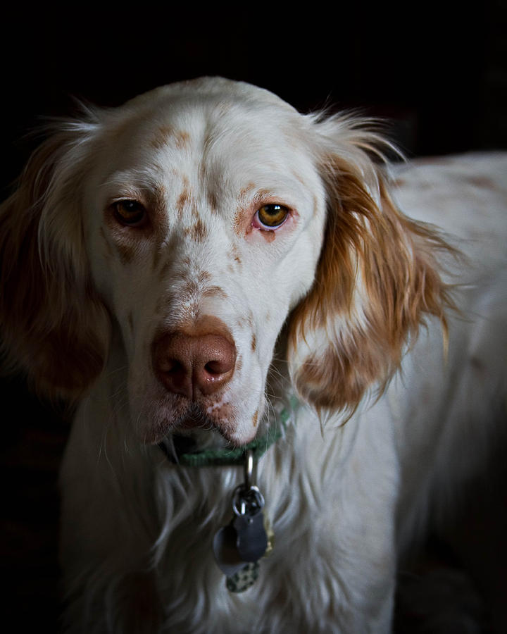 English Setter Photograph by Brian Caldwell