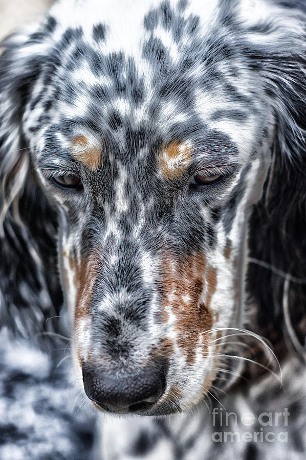 Dog Photograph - English Setter by Brothers Beerens