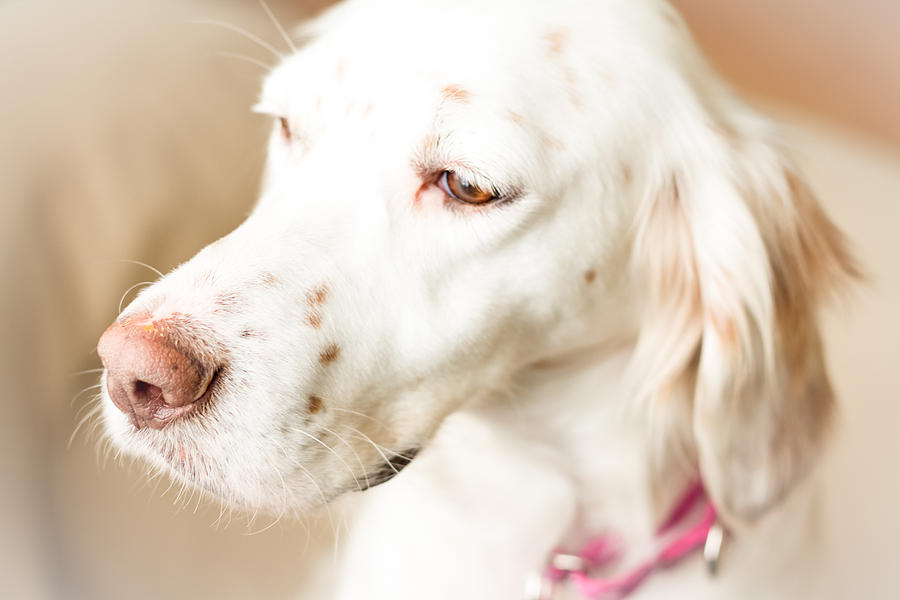English Setter in Natural Light Photograph by Brian Caldwell