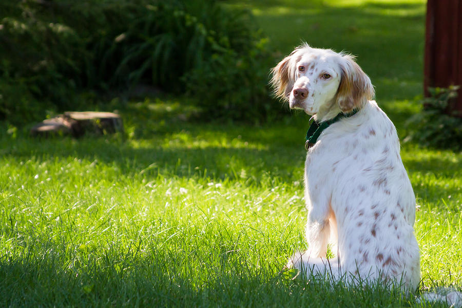 English Setter in the Grass Photograph by Brian Caldwell