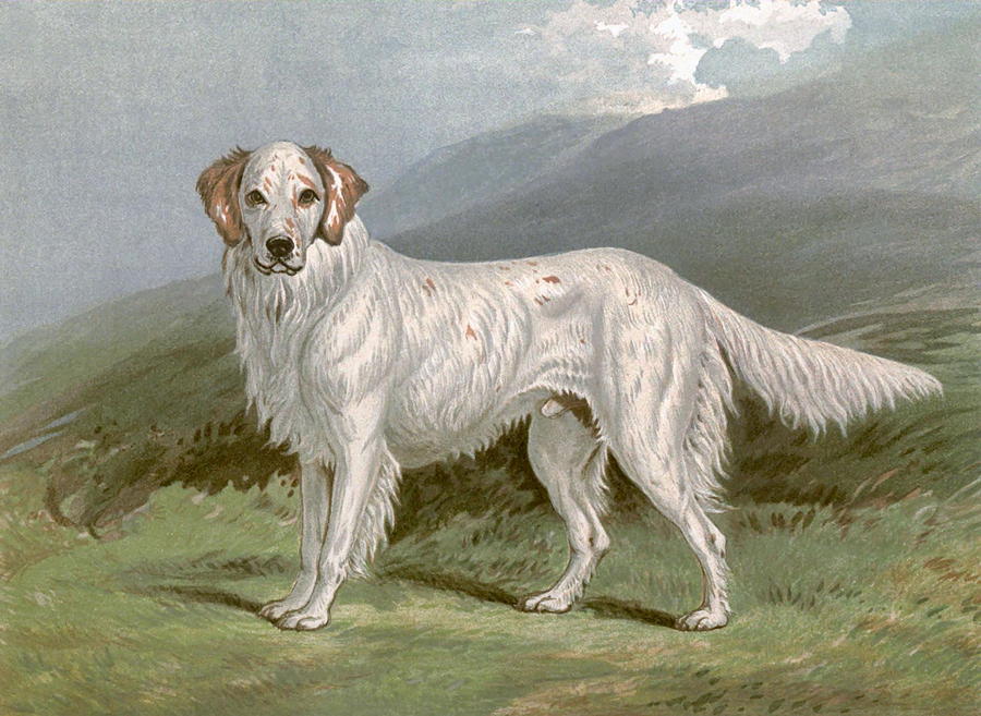 English Setter - left Painting by Charlie Ross