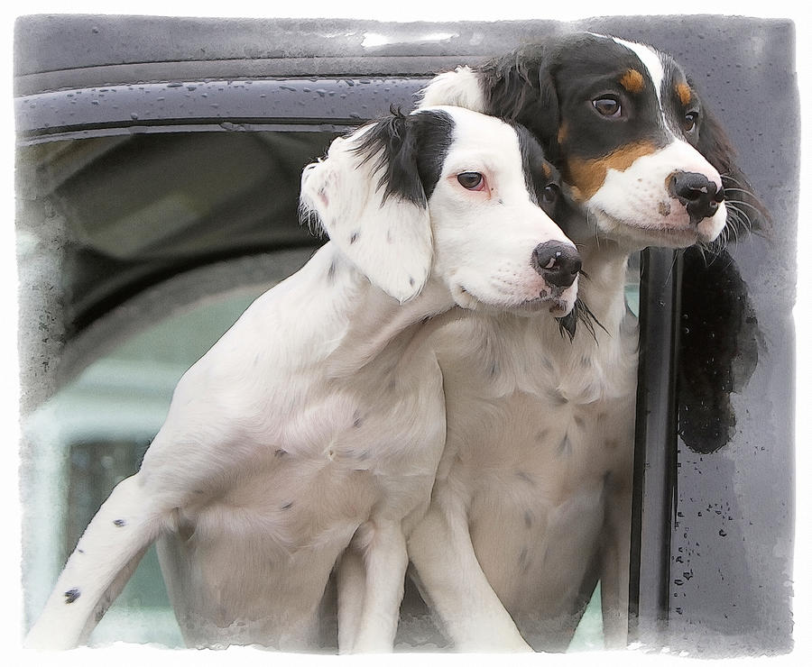 English Setters Photograph by Constantine Gregory
