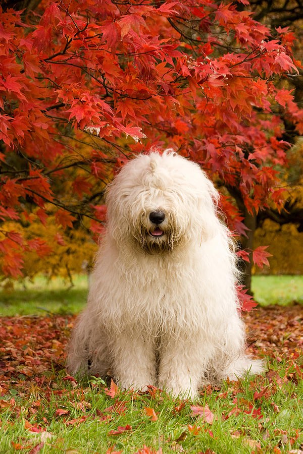 English Sheepdog acer tree Photograph by Dewollewei