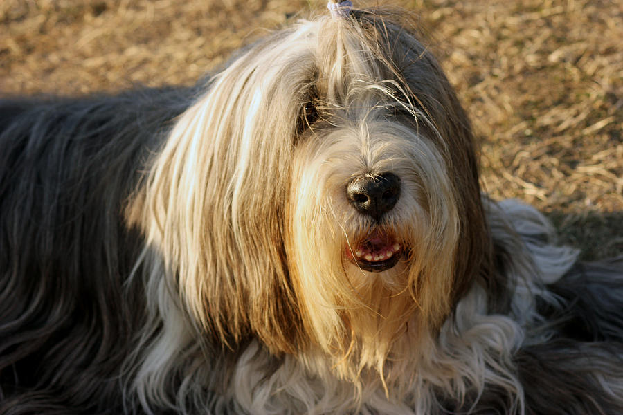 English Sheepdog Photograph by Jeanne White
