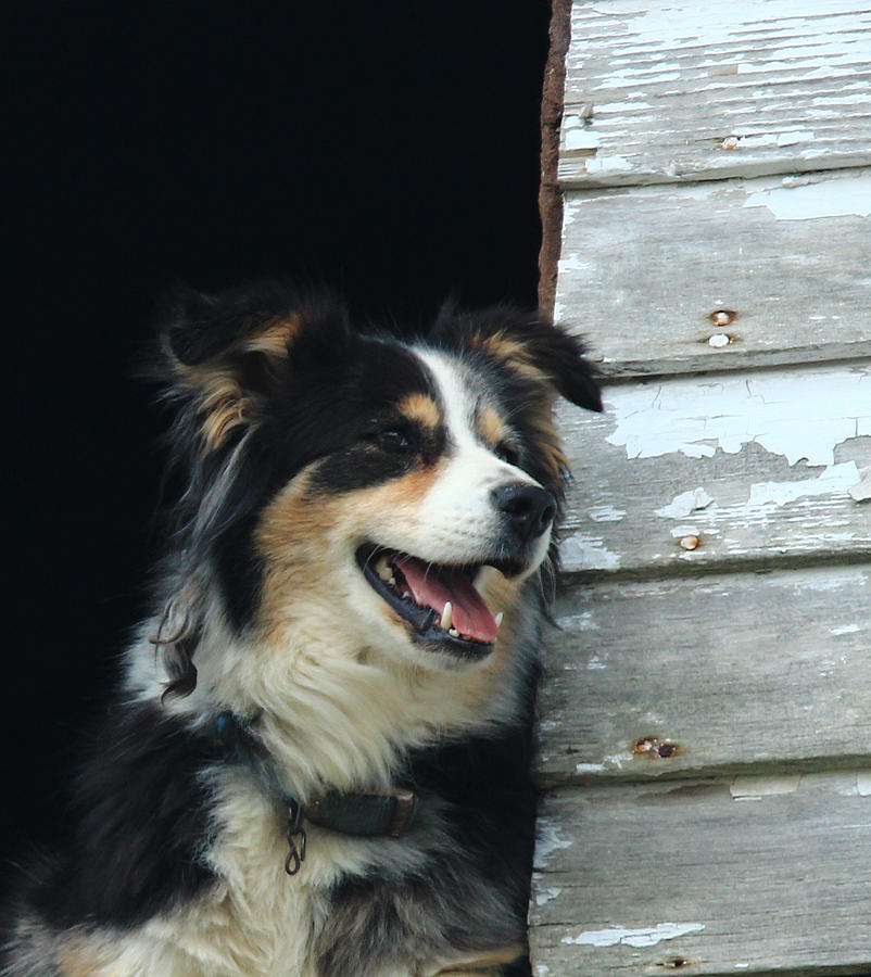 Dog Photograph - English Shepherd #1 by Jim Cotton