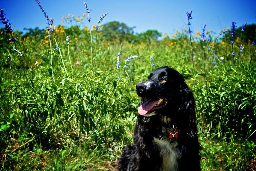 Field Spaniel in the Wildflowers Photograph by Kristina Deane
