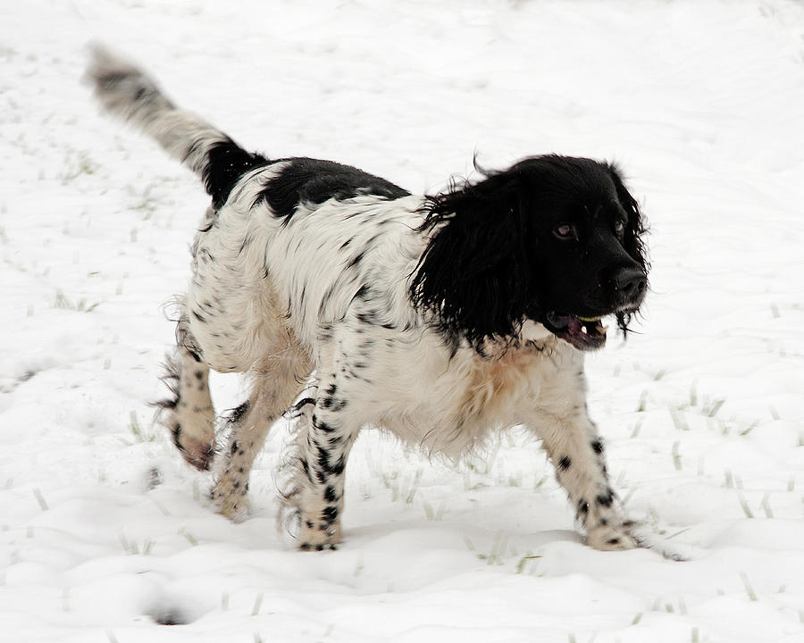 English Springer Spaniel in snow. Photograph by Paul Scoullar