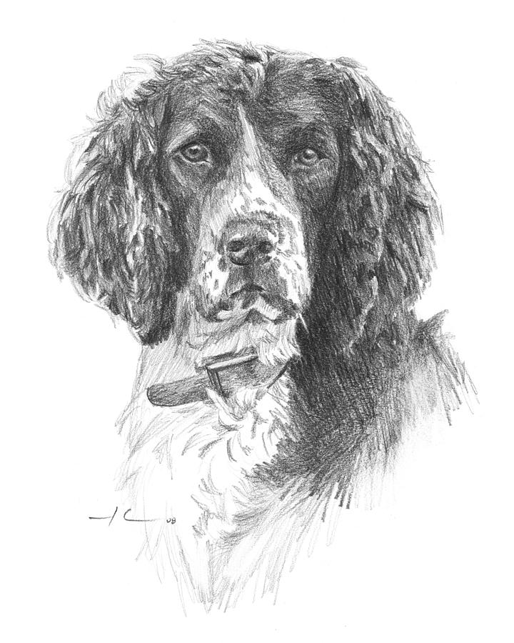 English Springer Spaniel Pencil Portrait Drawing by Mike Theuer