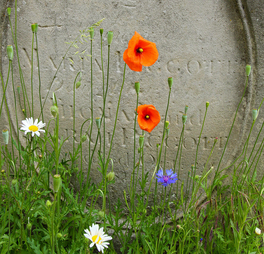 English tombstone Photograph by Jenny Setchell