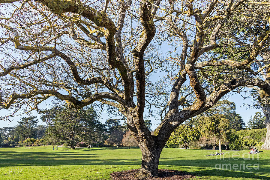 English Walnut Photograph by Kate Brown