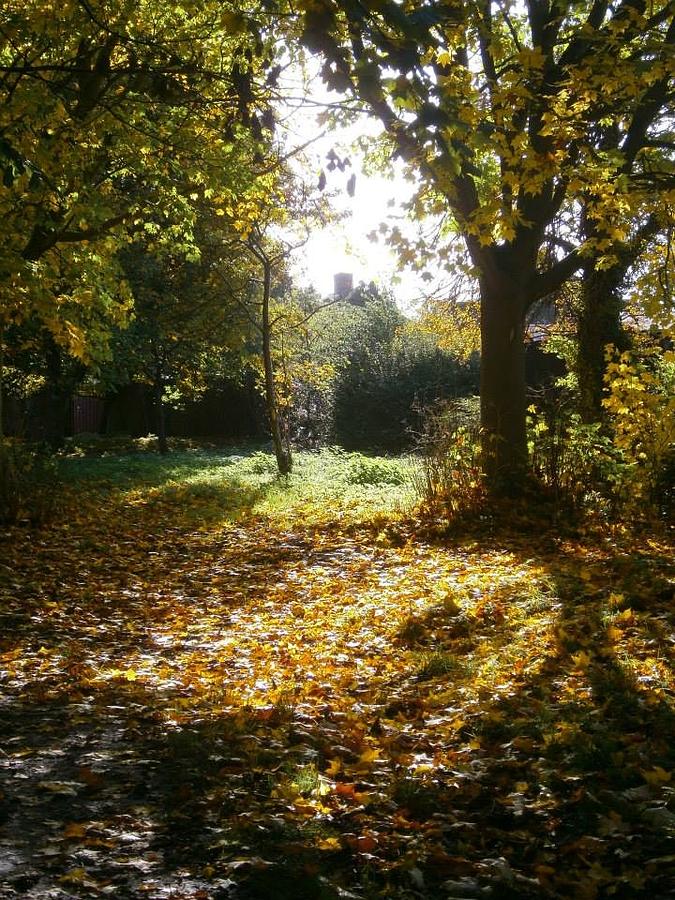 Fall Photograph - English woodland in October by Lisa Blackler