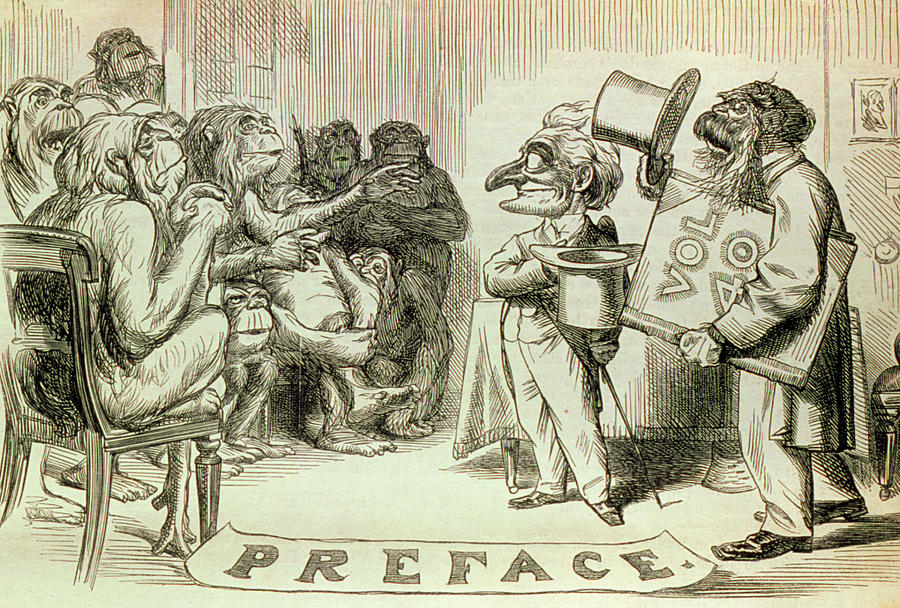 Ape Photograph - Engraved Caricature Of Darwins Evolution Theory by George Bernard/science Photo Library