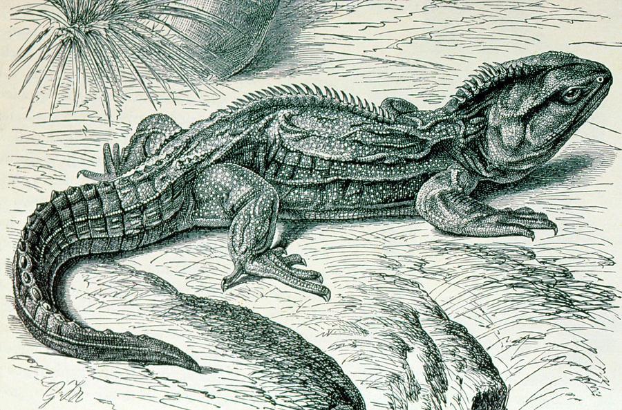 Engraving Of A Tuatara Photograph by George Bernard/science Photo Library