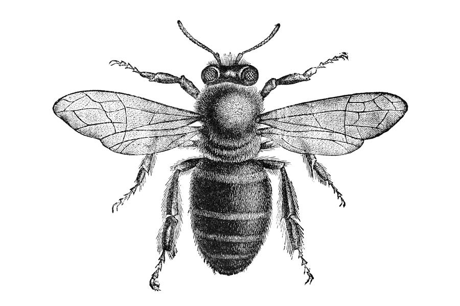 Engraving of bee from above isolated on white Drawing by Grafissimo