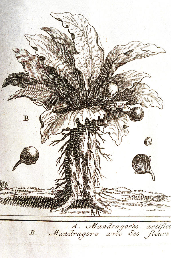 Engraving Of Mandrake Root Resembling Man Photograph by George Bernard/science Photo Library