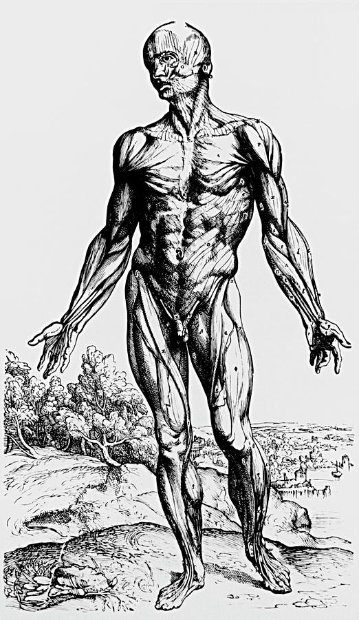 Black And White Photograph - Engraving Of Muscles From De Humani Corporis Fabri by Science Photo Library