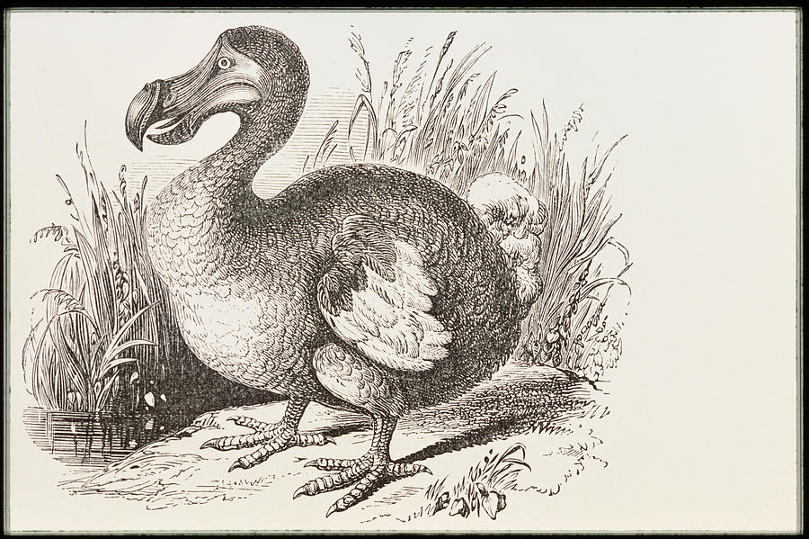 Nature Photograph - Engraving Of The Extinct Dodo by George Bernard/science Photo Library