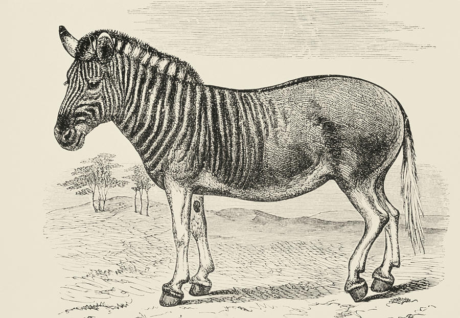 Wildlife Photograph - Engraving Of The Extinct Quagga by George Bernard/science Photo Library