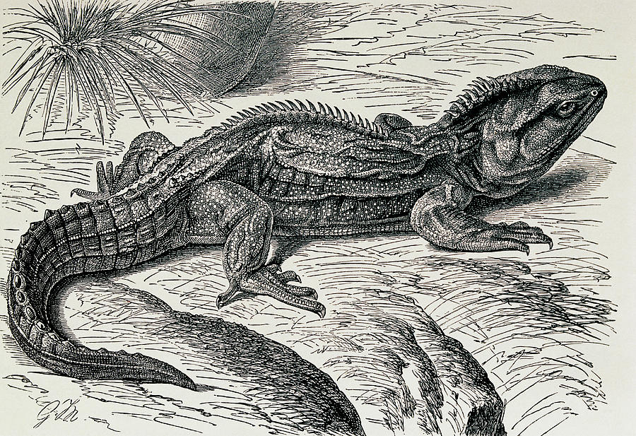 Engraving Of Tuatara Photograph by George Bernard/science Photo Library