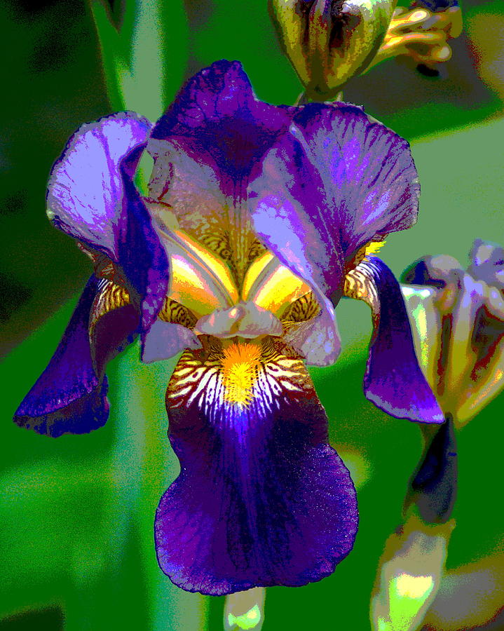 Enhanced Iris Photograph by Ben Upham III
