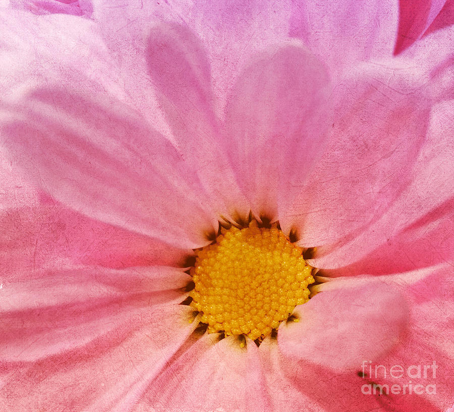 Enhanced Pink Daisy Photograph by Arlene Carmel