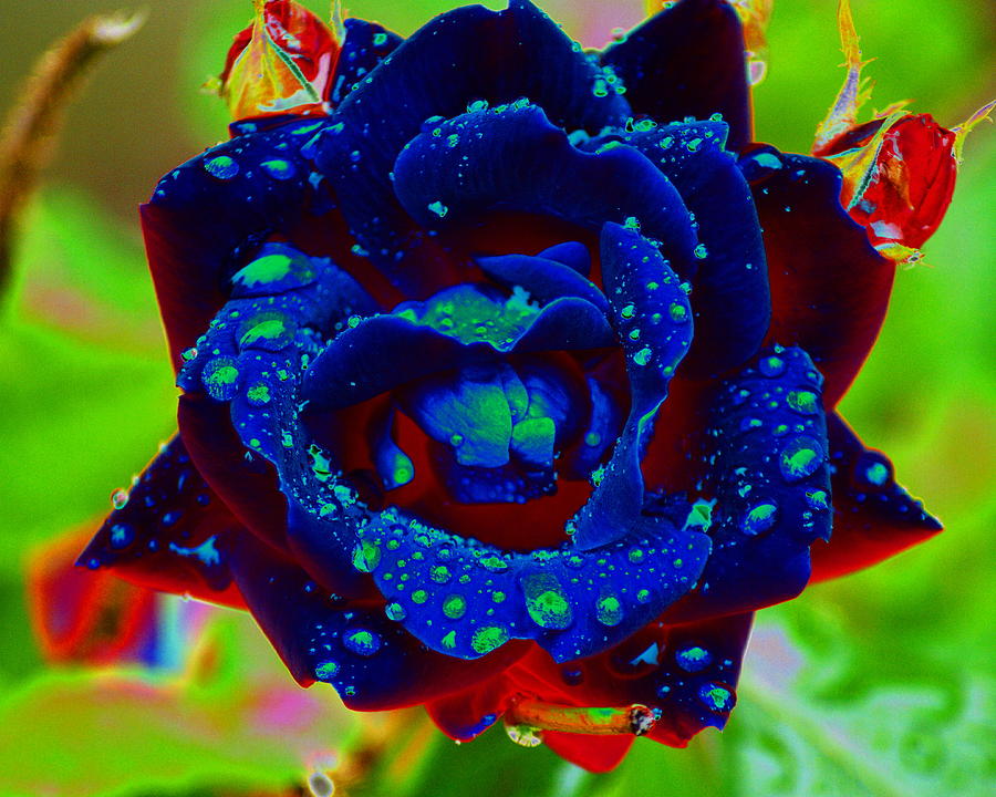 Enhanced Rose with Dewdrops Photograph by Ben Upham III