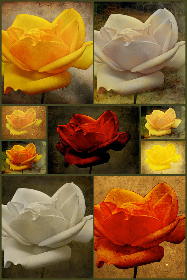 Enigma Of The Yellow Rose Collage Photograph by Carol Senske