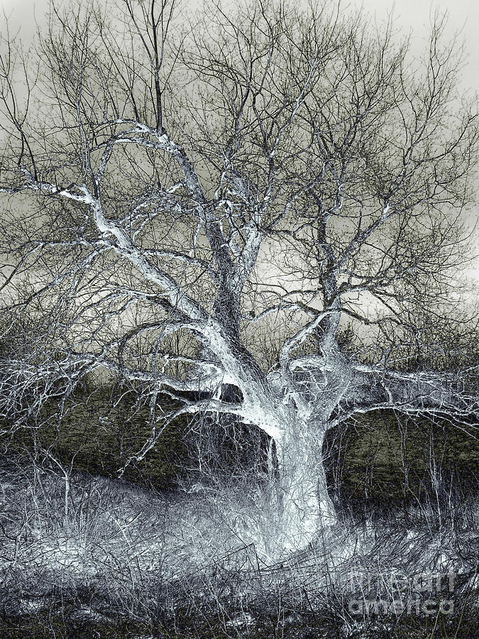 Nature Photograph - Enigmatic Tree Of Light by Miss Dawn