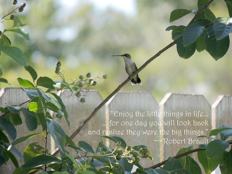 Hummingbird on Crepe Myrtle Photograph by Jayne Wilson