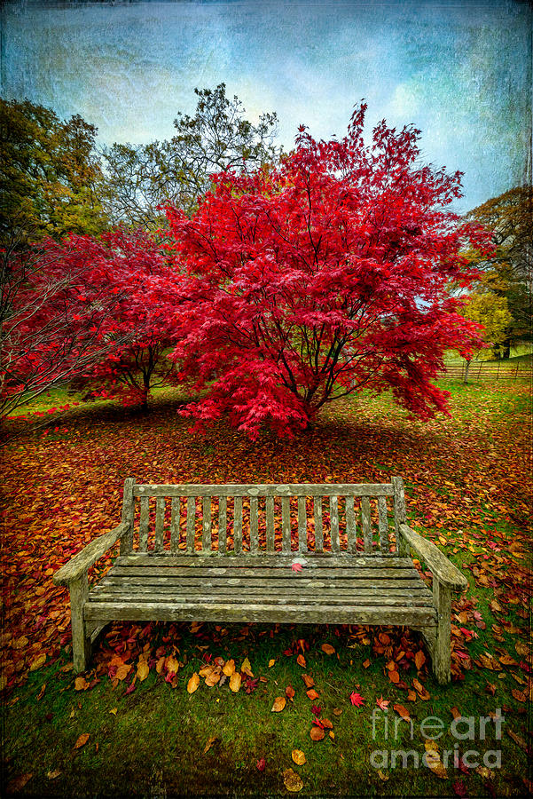 Fall Photograph - Enjoy the View by Adrian Evans