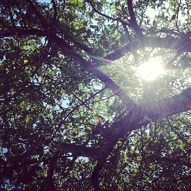 Tree Photograph - Enjoying A Beautiful September Day by Ashley DAgostino