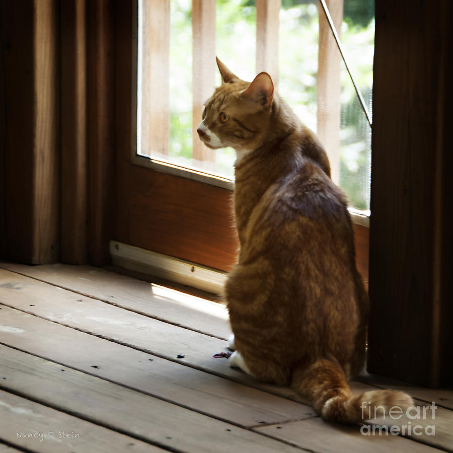 Cat Photograph - Enjoying Some Fresh Air by Nancy Stein