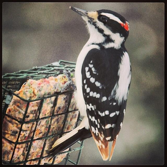 Woodpecker Photograph - Enjoying The Holiday Suet by Hermes Fine Art