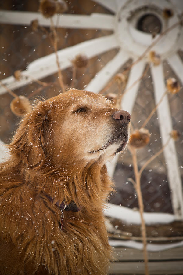 Enjoying the Moment - Golden Retriever - Casper Wyoming Photograph by Diane Mintle