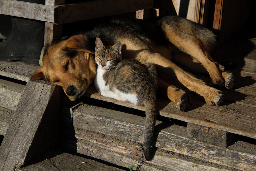 Enjoying The Morning Sun, A Dog And Cat Photograph by Mark Anders Enjoying The Morning Sun, A Dog And Cat Photograph by Mark Anders