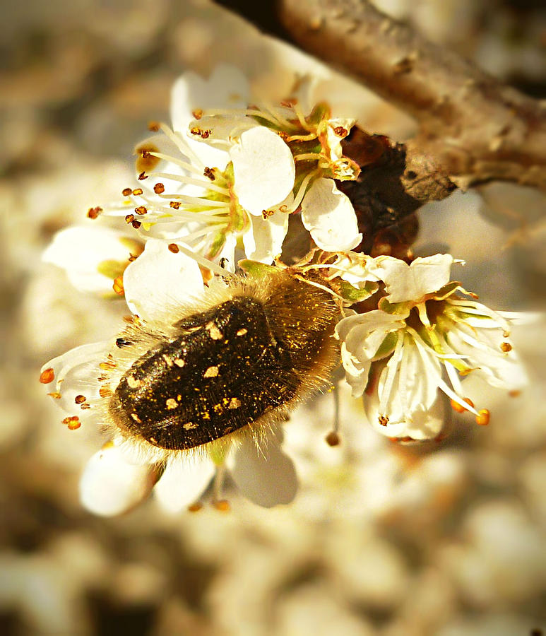 Enjoying the spring Photograph by Rumiana Nikolova