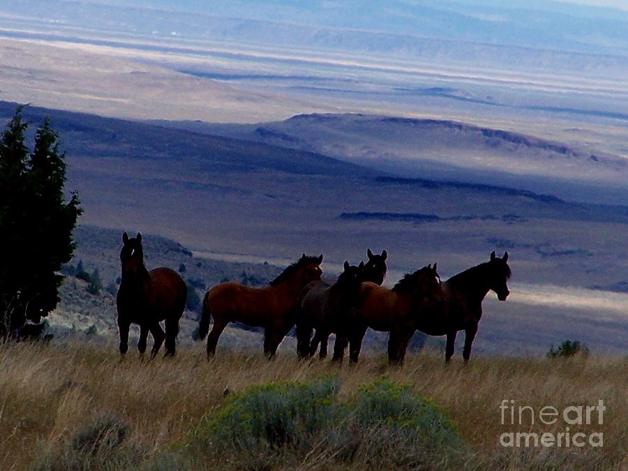 Horse Photograph - Enjoying the View by Craig Downer