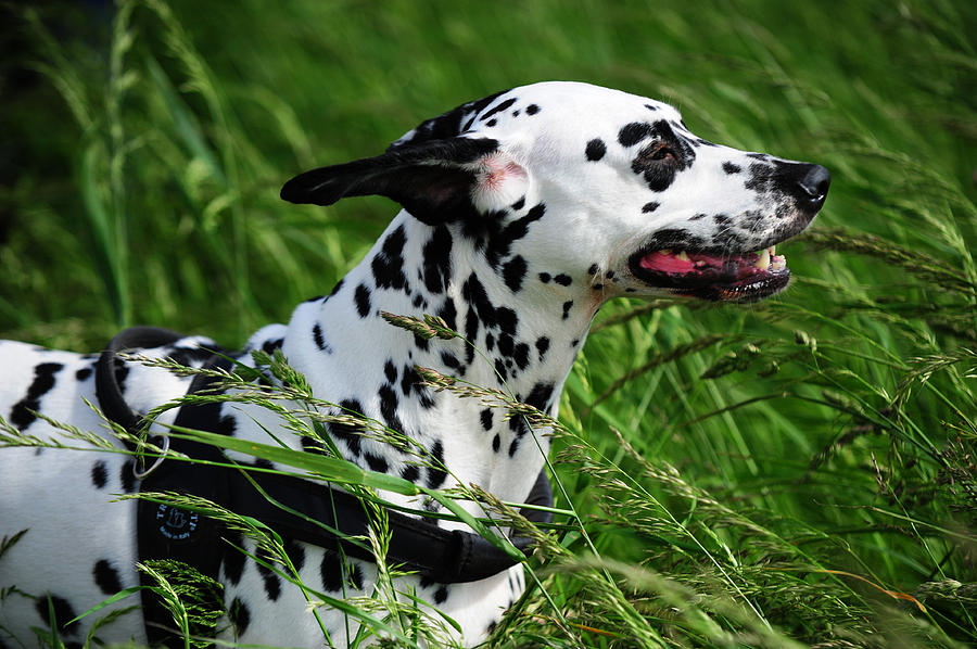Enjoying the Wind. Kokkie. Dalmatian Dog Photograph by Jenny Rainbow