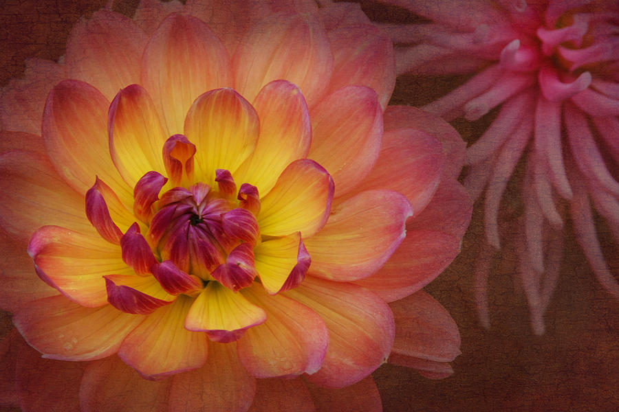 Enlightened Dahlia Photograph by Angie Vogel
