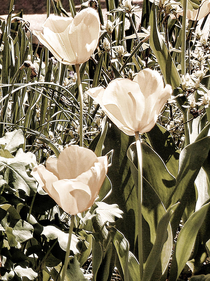 Enlightened Tulips Photograph by Bonnie Willis