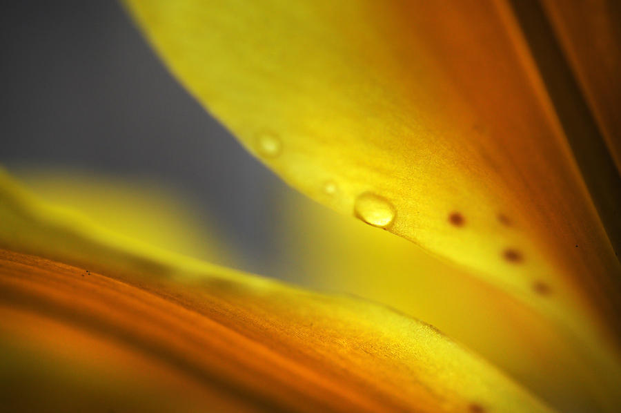 Enlightenment. Lily Macro Photograph by Jenny Rainbow