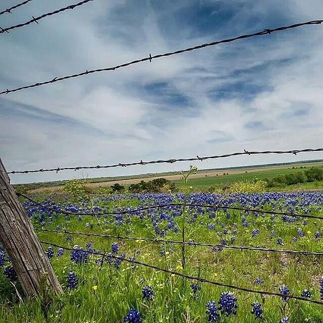 Flower Photograph - #ennis #texas #bluebonnets. #springtime by Robert Bellomy
