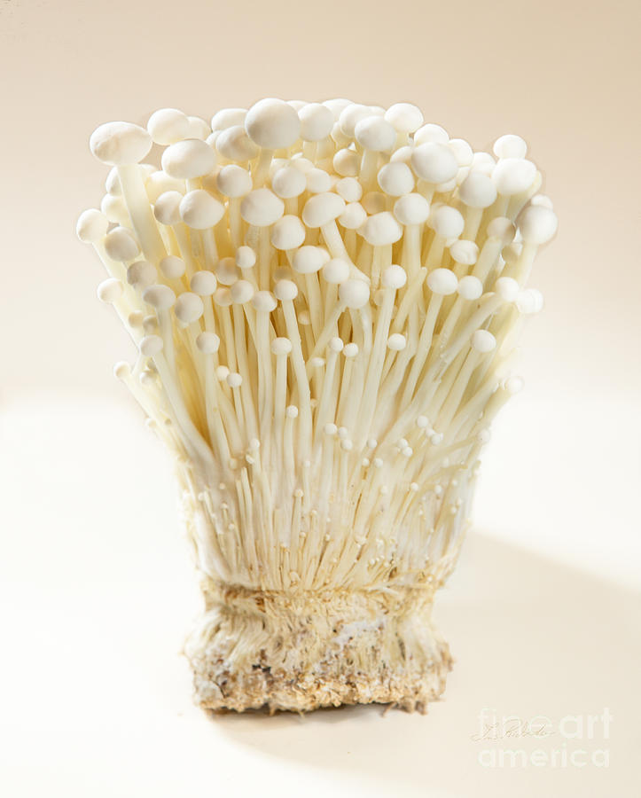 Enoki Mushroom  Photograph by Iris Richardson
