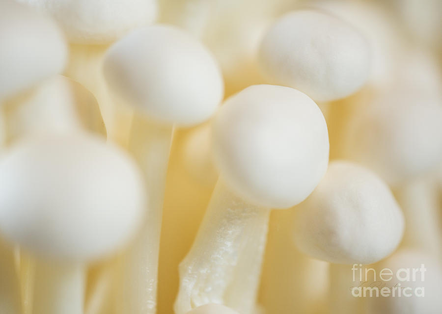 Enoki Mushroom Macro Photograph by Iris Richardson