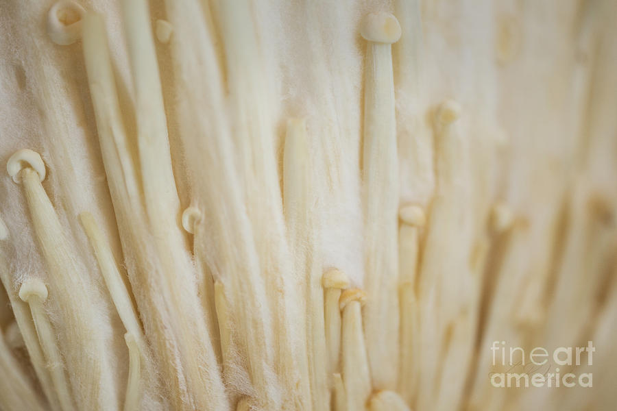 Mushroom Photograph - Enoki Mushroom #1 by Iris Richardson