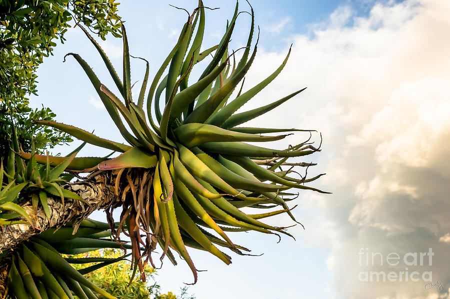 Tree Photograph - Enormous Aloe by Prints of Italy