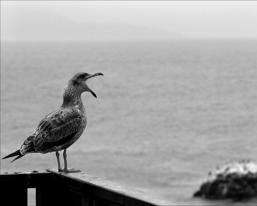 Ensenada Gull Photograph by JustJeffAz Photography