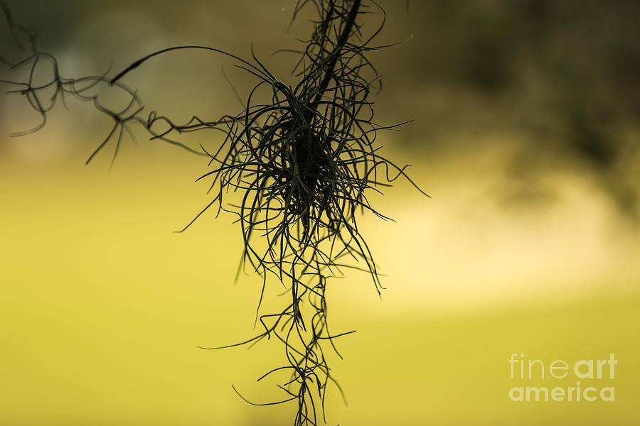 Nature Photograph - Entanglement by Mina Isaac