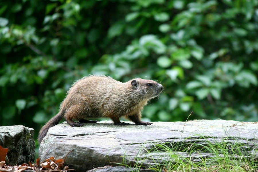 Groundhog Photograph - Enter Groundhog by Neal Eslinger