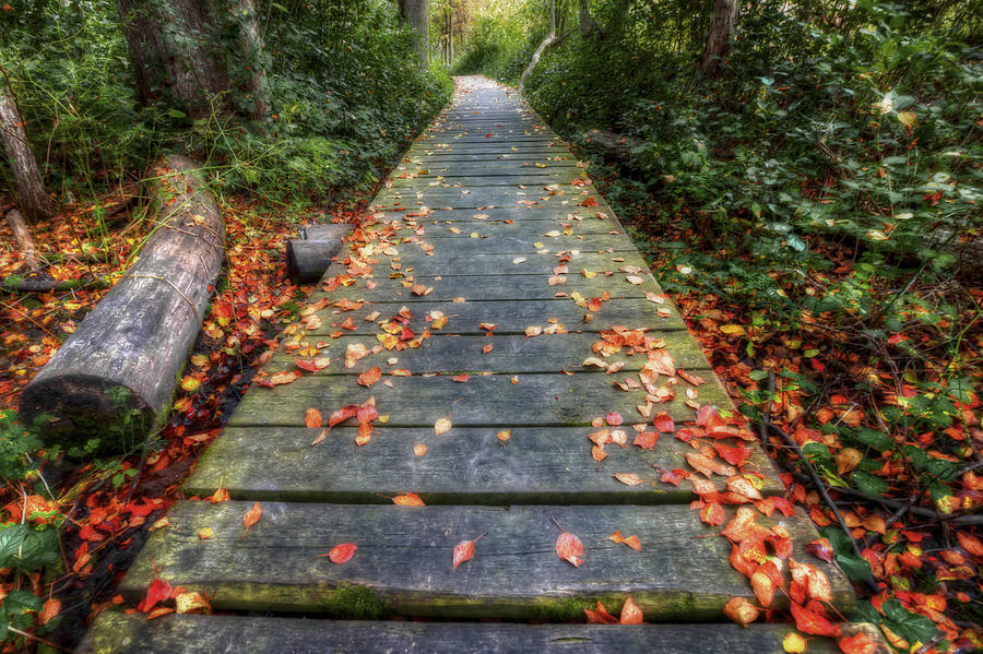 Enter the Woods - Retzer Nature Center - Waukesha Photograph by Jennifer Rondinelli Reilly - Fine Art Photography